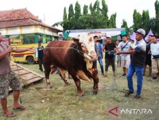 Kontes Ternak di Situbondo Dibatasi, Antisipasi Penularan Penyakit Hewan