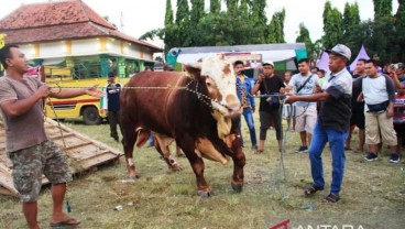 Kontes Ternak di Situbondo Dibatasi, Antisipasi Penularan Penyakit Hewan