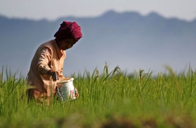 Serdang Bedagai Mewajibkan Produsen Sediakan Stok Pupuk Bersubsidi di Gudang