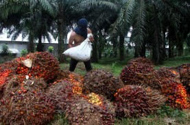 Harga Sawit Riau Melorot Lagi, Cek Biang Keroknya