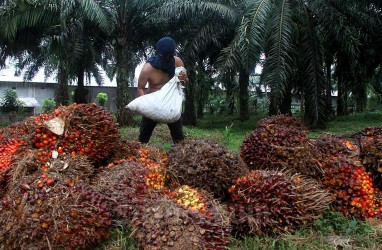 Harga Sawit Riau Melorot Lagi, Cek Biang Keroknya