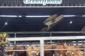 Greenfields Gelontorkan Belanja Modal Rp880 Miliar,…