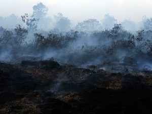 Kebakaran Lahan Gambut di Kalimantan Barat