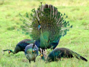 Burung Merak Hijau Terancam Punah
