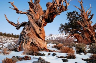 8 Pohon Tertua di Dunia, Ada yang Berusia 4.900 Tahun