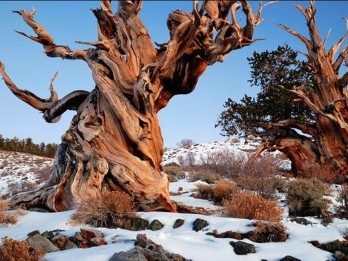 8 Pohon Tertua di Dunia, Ada yang Berusia 4.900 Tahun