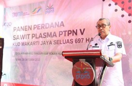 Kebun Plasma PTPN V Terluas di Riau Mencapai 56.000 Ha