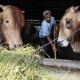 Stok Hewan Kurban untuk Iduladha di Garut Diklaim Aman