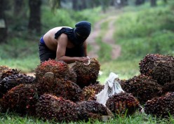 Emiten Sawit TP Rachmat (TAPG) Terima Guyuran Dividen Rp300 Miliar dari Anak Usaha