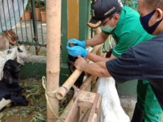 Jelang Iduladha, Dinas KPKP Waspadai 3 Penyakit Hewan Kurban
