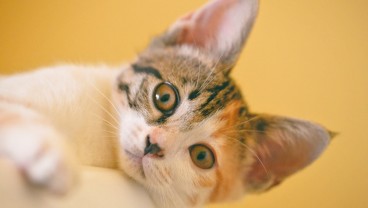 155 Nama Kucing Betina Lucu dan Aesthetic, dengan Artinya