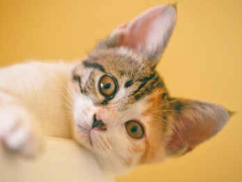 155 Nama Kucing Betina Lucu dan Aesthetic, dengan Artinya