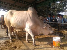 Jelang Idul Adha, Riau Surplus Stok Hewan Kurban