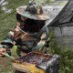 SMBR Budi Daya Lebah Trigona di Lahan Bekas Tambang di Baturaja
