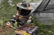 SMBR Budi Daya Lebah Trigona di Lahan Bekas Tambang di Baturaja
