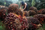 PTPN V Bakal Masuk Bisnis Olahan Sawit Menjadi Minyak Goreng dan Biodiesel