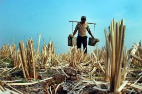 1.150 Hektare Lahan Pertanian di Garut Terancam Kekeringan