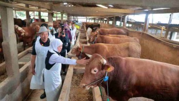 Kebutuhan Hewan Kurban di Jatim Tahun Ini Diproyeksi 483.859 Ekor