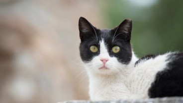Rekomendasi Nama Kucing Jantan Lucu, Unik, dan Aesthetic