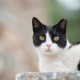 Rekomendasi Nama Kucing Jantan Lucu, Unik, dan Aesthetic