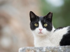 Rekomendasi Nama Kucing Jantan Lucu, Unik, dan Aesthetic