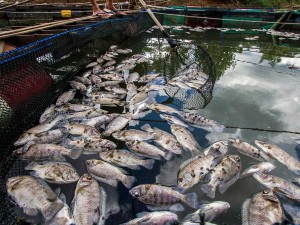Belasan Ton Ikan di Sungai Mali-Mali Kalsel Mati Akibat Musim Kemarau