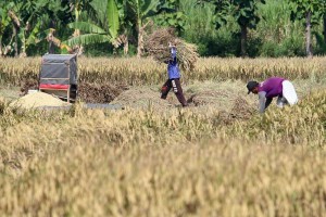 BPS Mencatat Kenaikan Harga Gabah Kering Panen di Tingkat Petani Sebanyak 3,37 Persen