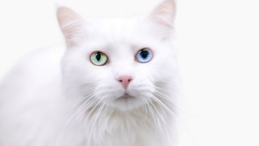 5 Fakta Menarik Kucing Muezza, Nama Kucing Nabi Muhammad SAW