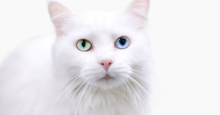 Simak fakta menarik kucing Muezza, nama kucing Nabi Muhammad SAW /iStockphoto