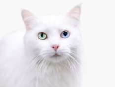 5 Fakta Menarik Kucing Muezza, Nama Kucing Nabi Muhammad SAW