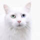5 Fakta Menarik Kucing Muezza, Nama Kucing Nabi Muhammad SAW