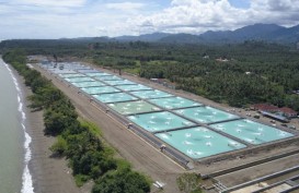 KKP Memulai Proyek Tambak Udang 1.800 Ha di Waingapu NTT