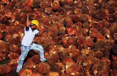 UU Deforestasi Eropa Jadi Ancaman Buat Petani Sawit Swadaya