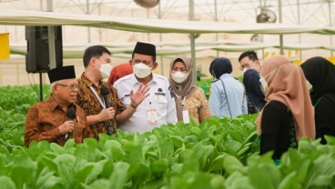 Wapres Tinjau Pertanian Hidroponik Terbesar di Indonesia, Panen Diekspor