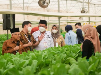 Wapres Tinjau Pertanian Hidroponik Terbesar di Indonesia, Panen Diekspor