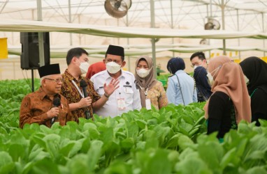 Wapres Tinjau Pertanian Hidroponik Terbesar di Indonesia, Panen Diekspor