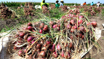 Harga Bawang Merah di Tingkat Petani Alami Kenaikan Karena Terbatasnya Pasokan