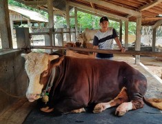 Rekomendasi Ide Bisnis Menggiurkan Jelang Hari Raya Iduladha