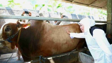 Harga Sapi di Jatim Mulai Naik Sampai Rp3 Juta/Ekor