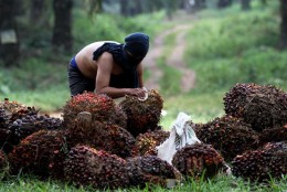 Dharma Satya Nusantara (DSNG) Tebar Dividen Rp318 Miliar, Cek Jadwal Transfernya