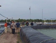 Bisnis Tambak Udang Vaname Kian Menggiurkan