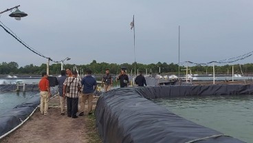 Bisnis Tambak Udang Vaname Kian Menggiurkan