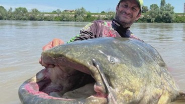 Ikan Lele Sepanjang Hampir 3  Meter Ditangkap