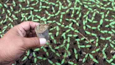 Petani di Malang Manfaatkan Halaman Rumah Untuk Pembibitan Tanaman