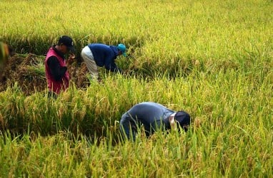 Antisipasi Dampak El Nino, Pemerintah Perkuat Stok Cadangan Pangan