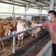 Harga Sapi Naik, Permintaan Hewan Kurban Meningkat Signifikan di Sumbar