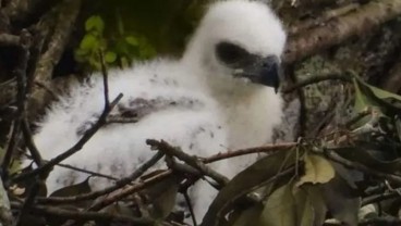 Populasi Elang Jawa di Taman Nasional Gunung Gede Pangrango Bertambah