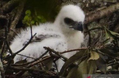 Populasi Elang Jawa di Taman Nasional Gunung Gede Pangrango Bertambah