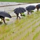 Antisipasi El Nino, Guru Besar IPB Ungkap 2 Jurus Jaga Produksi Padi