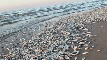 Puluhan Ribu Ikan Mati di Teluk Meksiko, Gara-gara Kekurangan Oksigen!